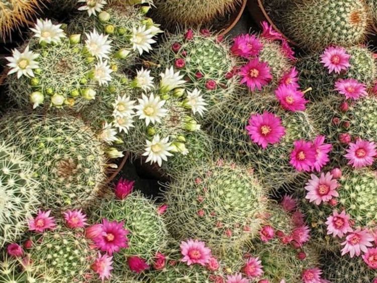 Mammillaria How to Grow and Care for Mammillaria World of Succulents