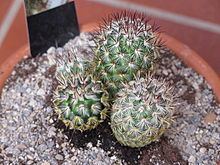 Mammillaria httpsuploadwikimediaorgwikipediacommonsthu