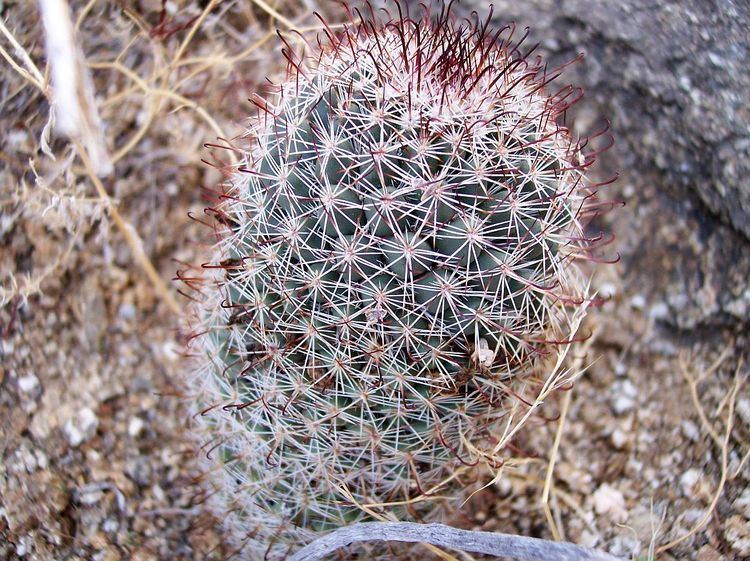 Mammillaria dioica Plant Species of the Borrego Desert Cactaceae Mammillaria species