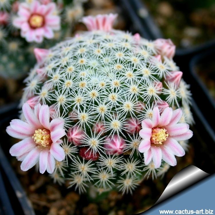 Mammillaria Mammillaria shiedeana ssp giselae