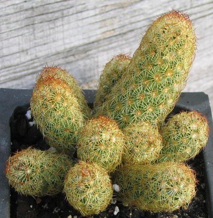 Mammillaria elongata cactus mammillaria elongata Tumblr mammillaria elongata
