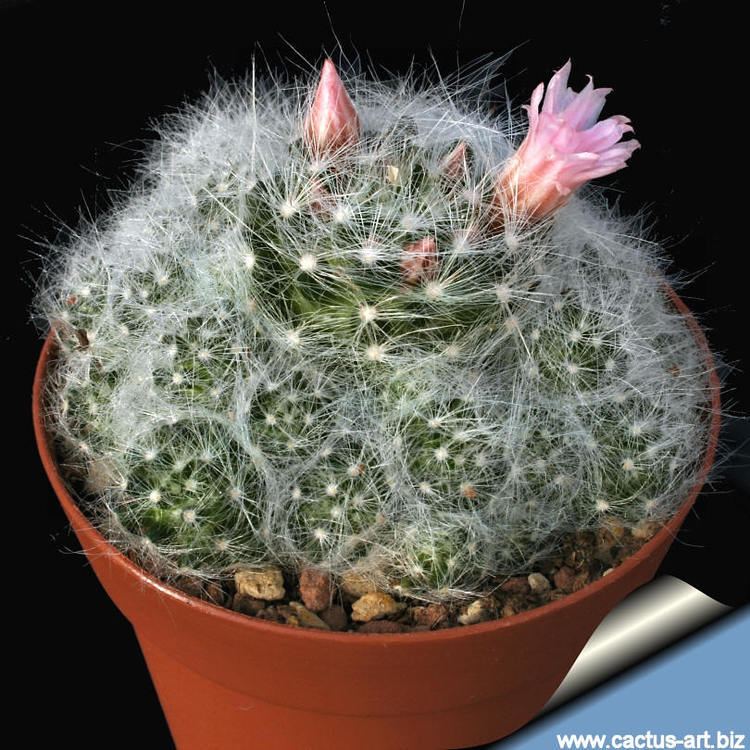 Mammillaria glassii Mammillaria glassii var ascensionis ascensionensis