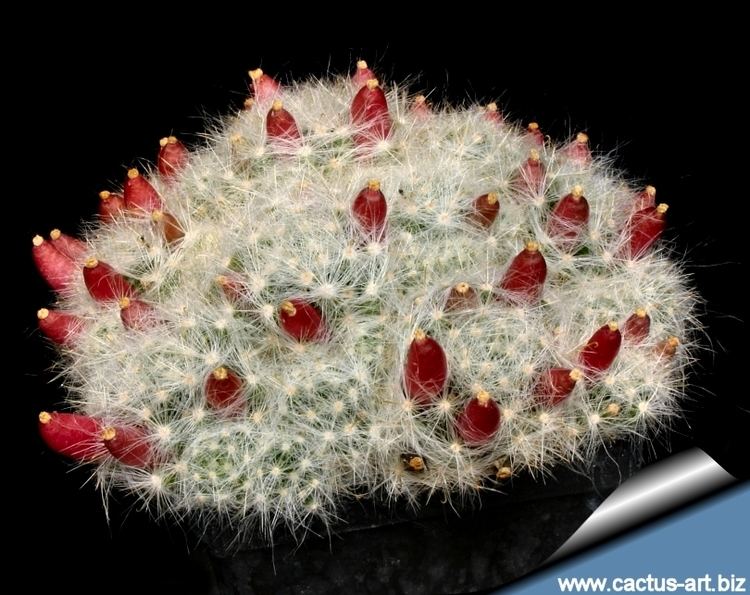 Mammillaria glassii wwwcactusartbizschedeMAMMILLARIAMammillaria