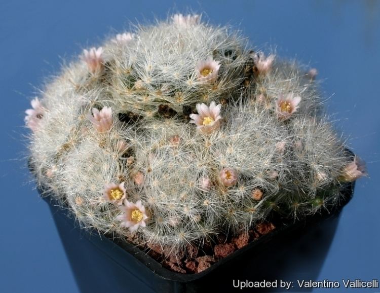 Mammillaria glassii Mammillaria glassii subs ascensionis