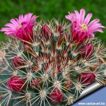 Mammillaria grusonii Mammillaria grusonii