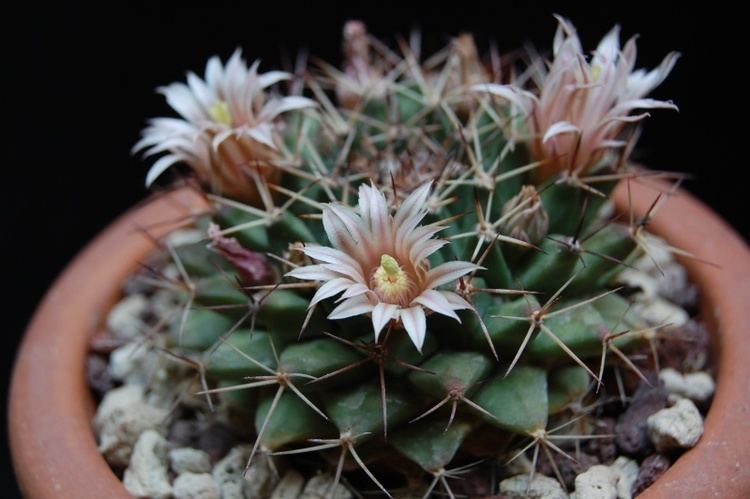 Mammillaria grusonii Mammillaria grusonii