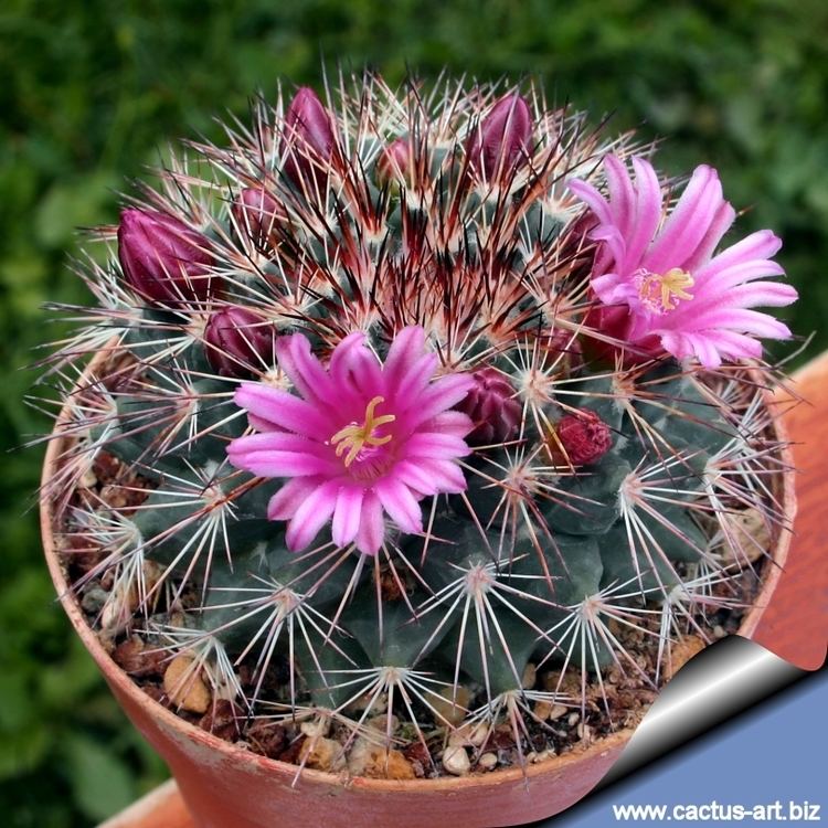 Mammillaria grusonii Mammillaria grusonii