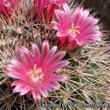 Mammillaria grusonii Mammillaria grusonii