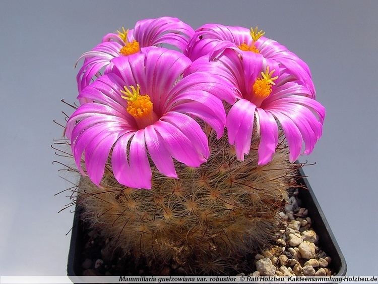 Mammillaria guelzowiana Cacti CollectionHolzheu Mammillaria guelzowiana var robustior