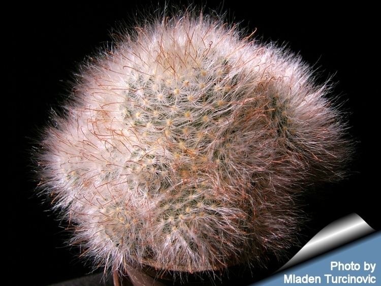 Mammillaria guelzowiana Mammillaria guelzowiana