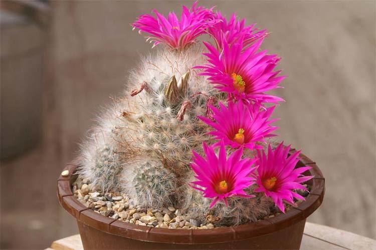 Mammillaria guelzowiana Mammillaria guelzowiana