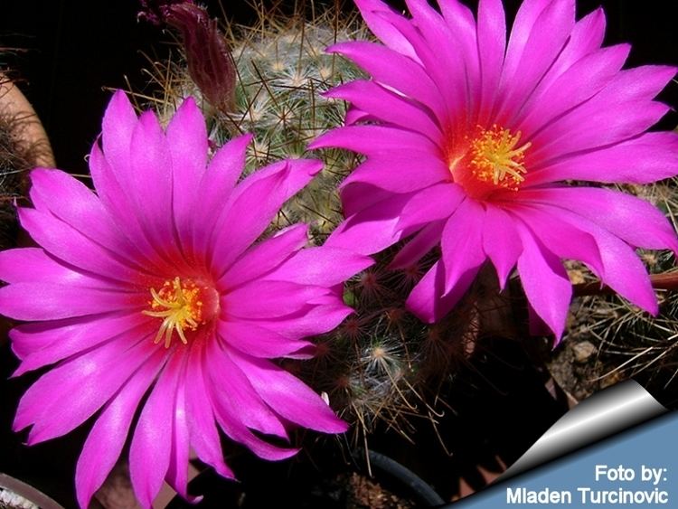 Mammillaria guelzowiana Mammillaria guelzowiana