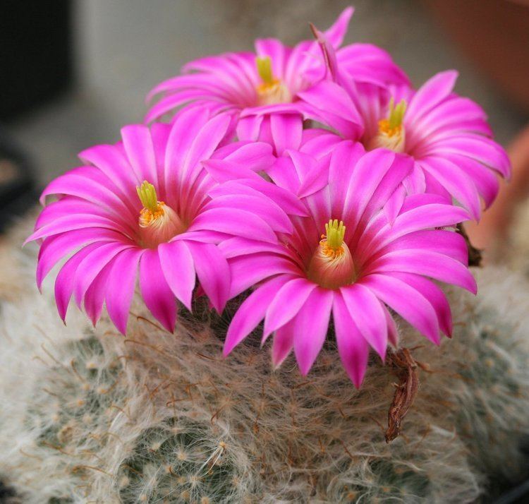 Mammillaria guelzowiana Mammillaria guelzowiana Wikipedia