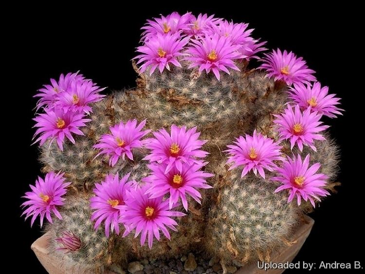 Mammillaria guelzowiana Mammillaria guelzowiana