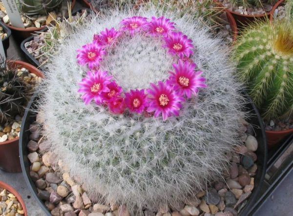 Mammillaria hahniana My Mammillaria Hahniana is Flowering CactiGuidecom