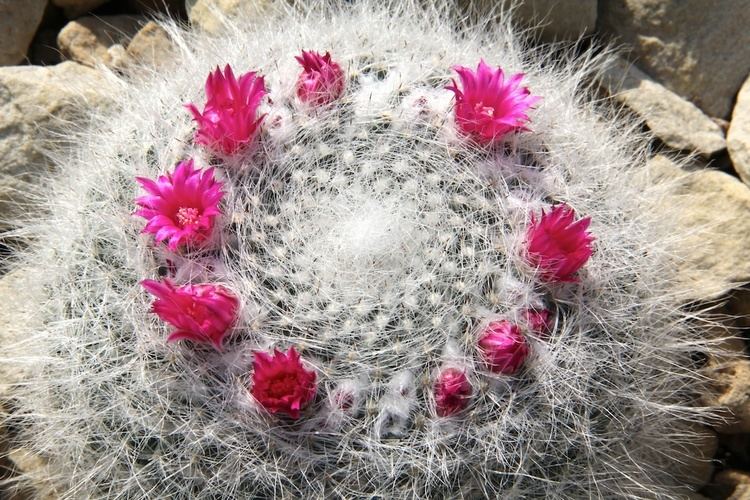 Mammillaria hahniana Mammillaria hahniana Werderm Checklist View