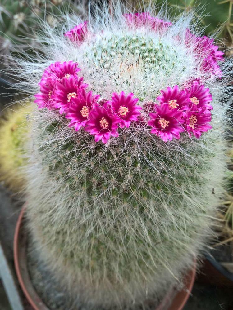 Mammillaria hahniana Mammillaria hahniana Old Lady Cactus World of Succulents