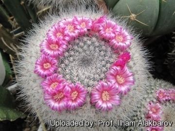 Mammillaria hahniana Mammillaria hahniana