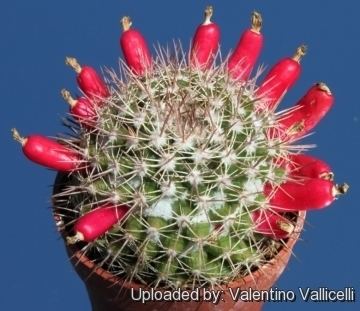 Mammillaria mammillaris Mammillaria mammillaris
