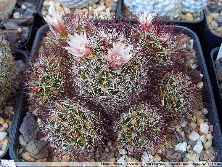 Mammillaria marcosii Cacti collectionHolzheu Mammillaria marcosii