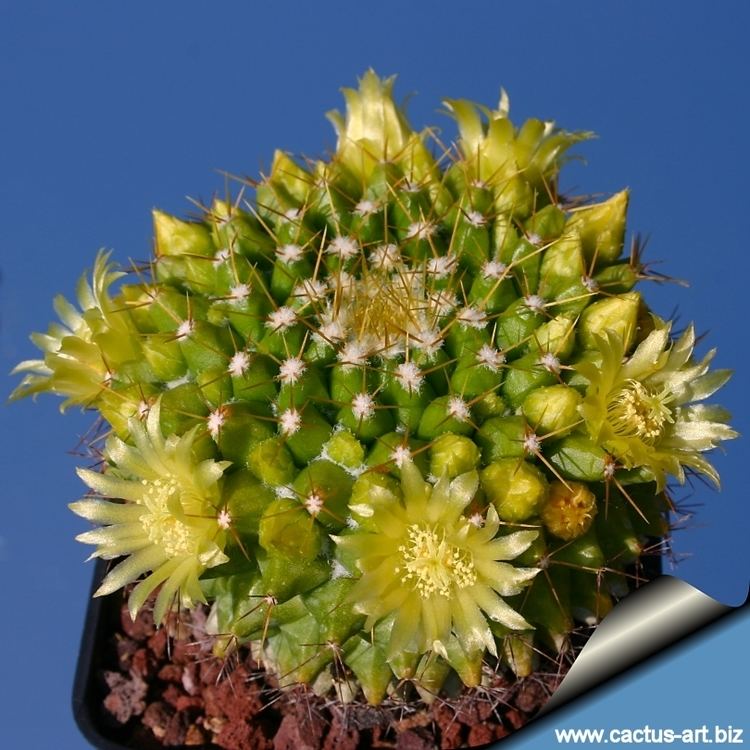 Mammillaria marksiana Mammillaria marksiana