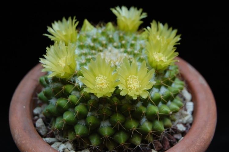 Mammillaria marksiana Mammillaria marksiana