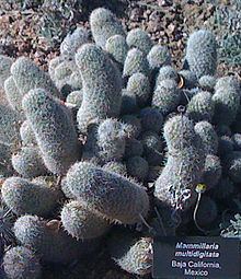 Mammillaria multidigitata httpsuploadwikimediaorgwikipediacommonsthu