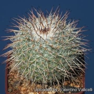 Mammillaria parkinsonii wwwlliflecomEncyclopediaCACTIFamilyCactaceae