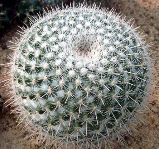 Mammillaria parkinsonii Cactus