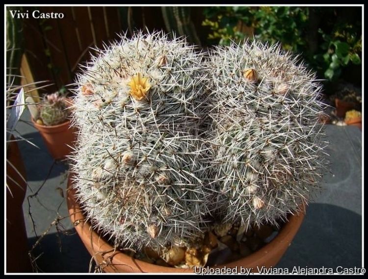 Mammillaria parkinsonii Cactus parkinsonii