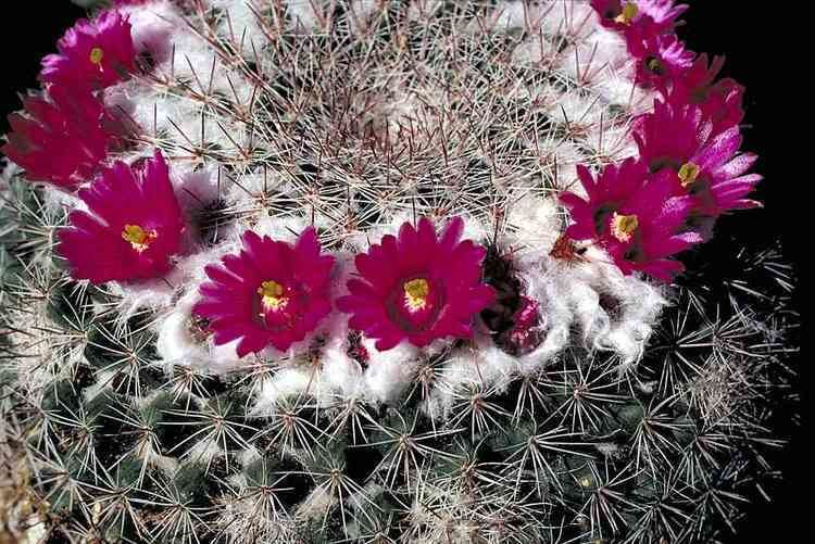 Mammillaria standleyi Alamos Succs Mammillaria standleyi pitahayita pincushion cactus