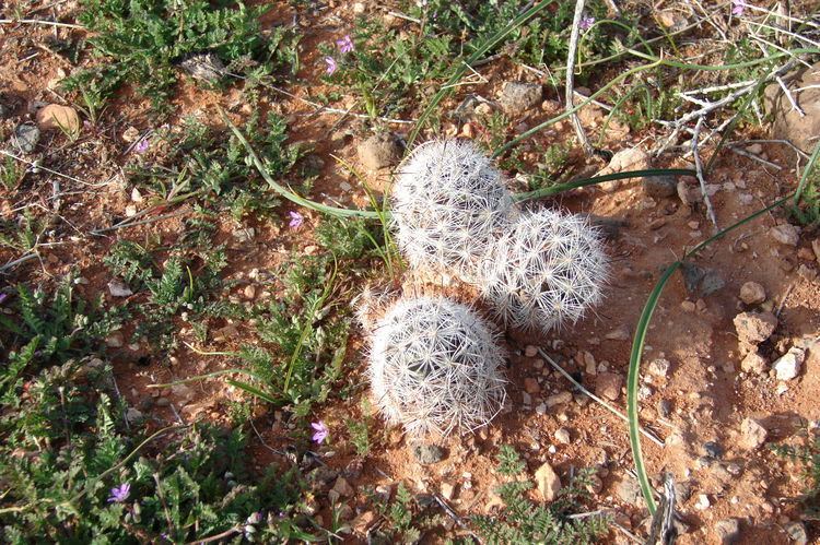 Mammillaria tetrancistra Red Cliffs Desert Reserve Mammillaria Tetrancistra or Common