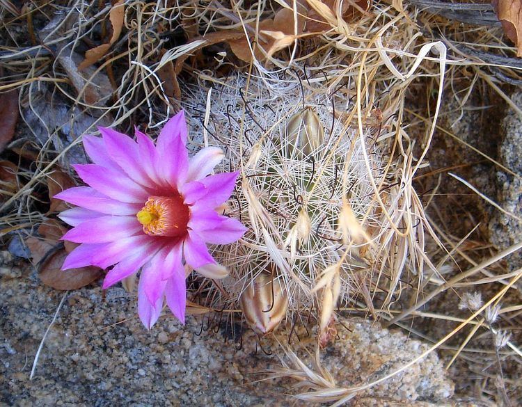 Mammillaria tetrancistra Plant Species of the Borrego Desert Cactaceae Mammillaria species