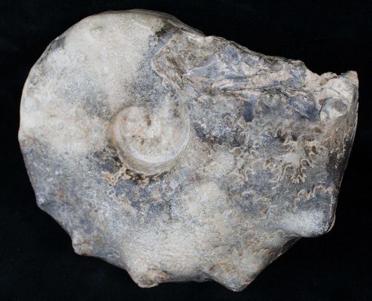 Mammites 56quot Bumpy Mammites Ammonite Fossil Morocco For Sale 13836