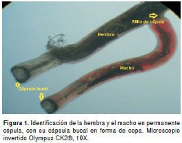 Mammomonogamus Prevalence of Mammomonogamus laryngeusStrongylidaSyngamidae