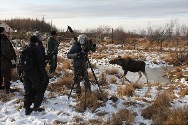 Mammoth steppe Moose Pleistocene Park Restoration of the Mammoth Steppe Ecosystem