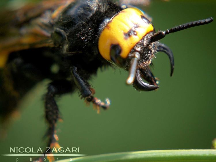Mammoth wasp Micromeraviglie by Nicola Zagari Mammoth wasp Megascolia maculata