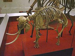 Mammuthus creticus httpsuploadwikimediaorgwikipediacommonsthu