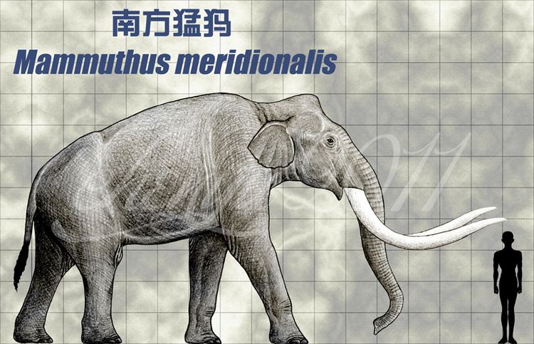 Mammuthus meridionalis Southern Mammoth Mammuthus meridionalis