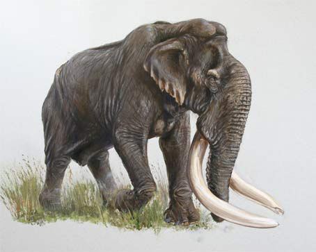 Mammuthus meridionalis Mammuthus meridionalis by Remie Bakker of Manimal Works Primeval