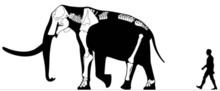 Mammuthus subplanifrons httpsuploadwikimediaorgwikipediacommonsthu