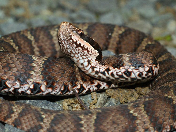 Mamushi NaturalJapannet Japanese Pit Viper