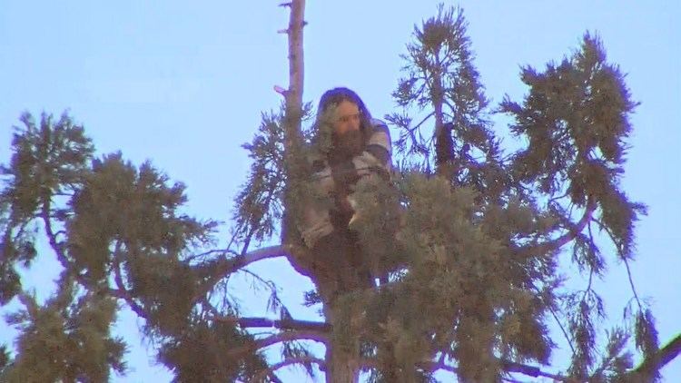 Man in Tree Man in tree shuts down downtown Seattle traffic KING5com