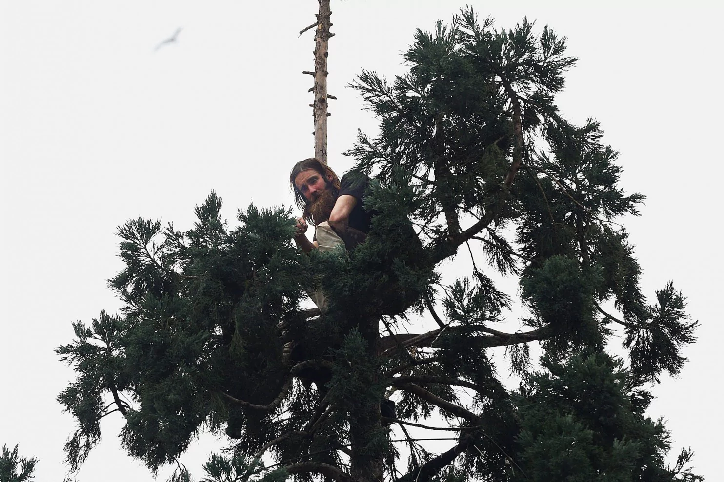 Man in Tree The man in the tree39 mesmerizes Seattle from 80 feet The