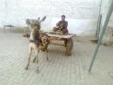 Mana Ahmadani Donkey Wheeling in Mana Ahmadani 1 YouTube