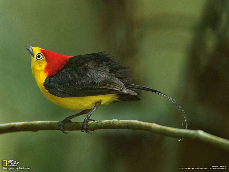 Manakin Manakins Photo Gallery Pictures More From National Geographic