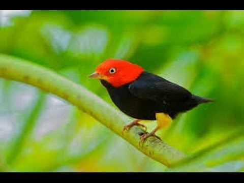 Manakin Red capped Manakin Wing Sounds HD YouTube