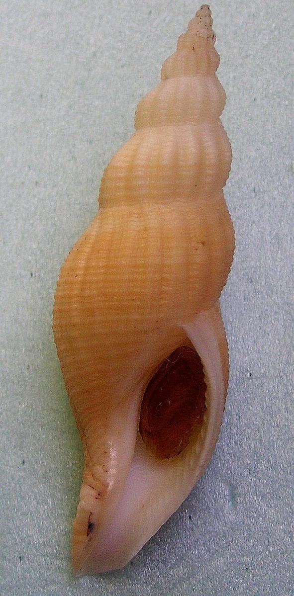Manaria (gastropod)