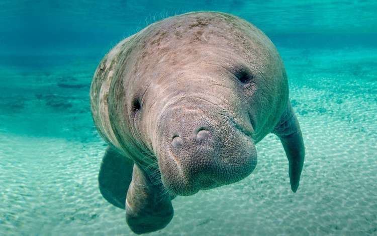 Manatee Manatee Christopher J Gervais