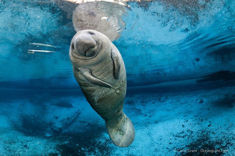 Manatee River Ventures Swim with Manatees Crystal River Homosassa